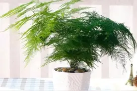 5种植物适合卧室养，释放氧气，空气清新，有助睡眠图片