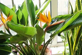 天堂鸟到底有没有毒，室内盆栽要注意这几点图片