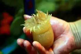 大海里很常见且剧毒的美味——海葵图片