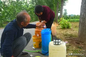 玉米出苗后遭4大害虫“围攻”，缺苗断垄现象严重，该如何防治？图片