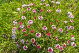 医家都轻易不敢用的狼毒，大书法家王羲之要它来做啥？图片