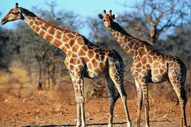 长颈鹿是怎么交配繁殖的？图片