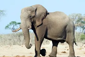 神奇的大象图片