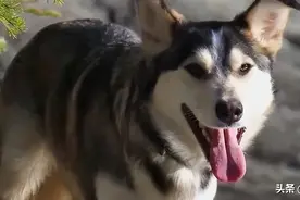 二哈走失9天搜寻无果，网友出奇招，这货秒现身图片