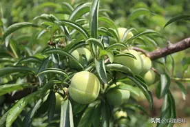 果实着色差、甜度低，如何全新改善？图片