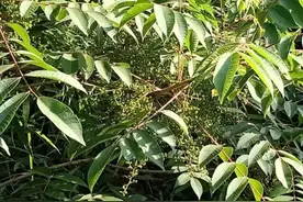 人见人怕的“漆树”，没想到价值这么高，2023年却少有人了解图片