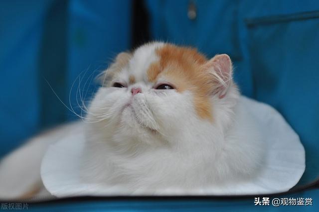 怎么判断幼猫要死（小奶猫快不行的表现）