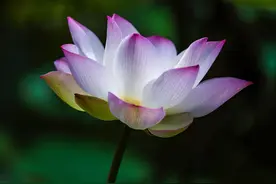 荷花就这么拍，你想不到有多美，新手看了就能会图片