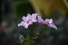 爱了一场，想了一生，做不成夫妻，也不会忘记图片