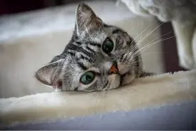 猫咪出现这12种“异常”，说明生病了，不要忽视了图片