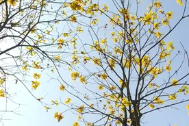 云浮黄花风铃开了！走，看花去！图片