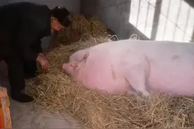 浙江猪王：重2200斤，遁入佛门，死后村民为它立碑，寺庙为它塑像图片