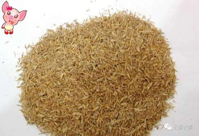 养猪的常用饲料介绍（专业文章建议收藏）