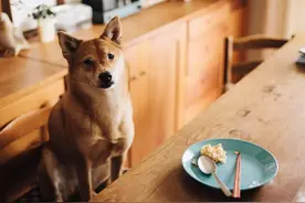 用镜头记录家庭生活，森友治镜头里的特殊“家人”图片