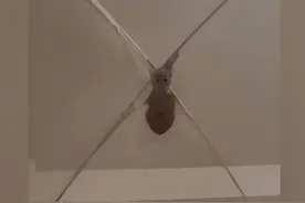 女子特地挂蚊帐阻止猫咪上床，半夜醒来后，却被气得血压飙升了图片