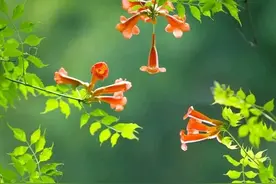 前列腺长结节就一定是癌吗？图片