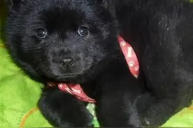 15年村民捡到一只小黑狗，长相憨傻却力大无穷，专家前往发现端倪图片