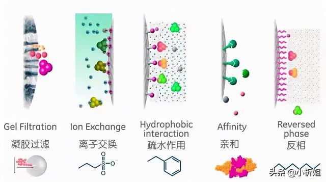蛋白质纯化方法一次性搞定，记得收藏噢