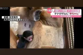 2021年，日本一动物园发现一母猴“独居怀孕”，饲养员险些背黑锅图片