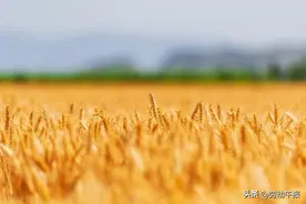 今日芒种！吃这些食物最养人图片