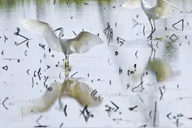 江东头版 | 生态湿地声名远播，绿色之路越走越宽图片