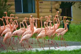 9月6日起，哈尔滨北方森林动物园门票买一赠一！图片