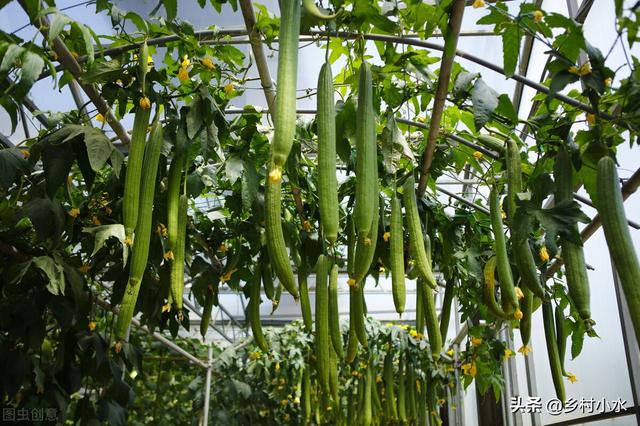 蔬菜生病只会喷农药？用这水浇一浇，蔬菜病害少，叶片油绿长势旺