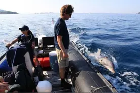 “间谍”大白鲸现身瑞典，曾作为某国海军特工，向人类求助！图片