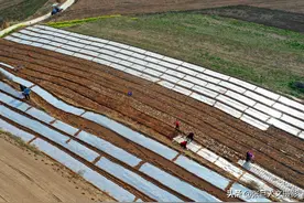 54岁大叔率领全家种植地黄，一年要成为百万元户，梦想能成真吗？图片