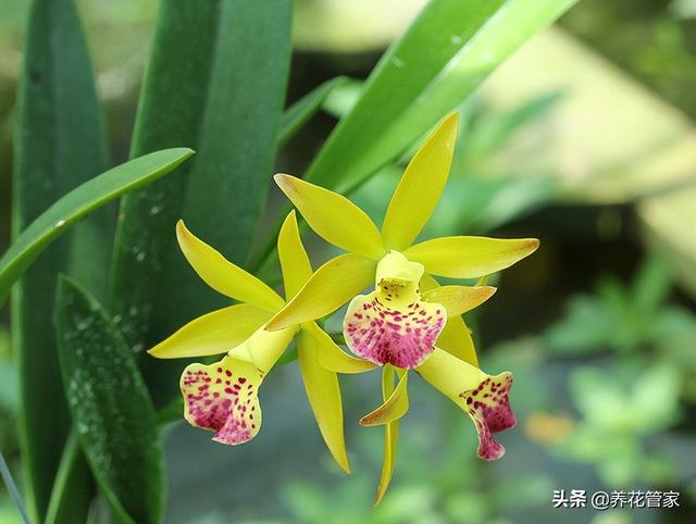 十种常见的兰花花语，你喜欢哪一种？