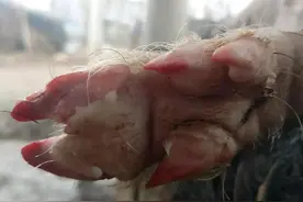 传说五爪猪是人错投猪胎，这样的猪不能养，不能杀，否则会有报应图片