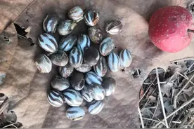 寻找洋辣子（洋辣罐，坦克虫，雀瓮）图片