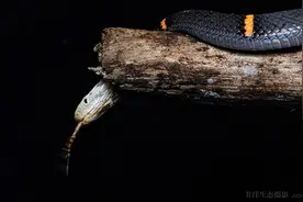 湖北发现罕见“白头魔龙”，比五步蛇银环蛇更毒，至今无蛇毒血清图片