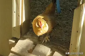 奇迹！这只鸡突破寿命极限，再活2年将震惊全球！图片