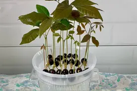 5种“水果核”别扔，这样培育一下，几天就能长成绝美盆栽！图片