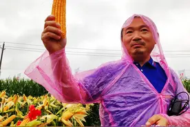 2022年玉米品种该怎样选？基层农资店透露3个标准，抗锈病成焦点图片