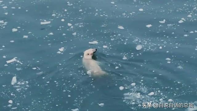 熊猫：真实存在的上古恐惧，为什么只有人类觉得大熊猫很可爱？