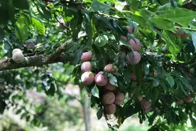 广东“省宝水果”三华李变奢华李，价格破20元/斤，何人在追捧？图片