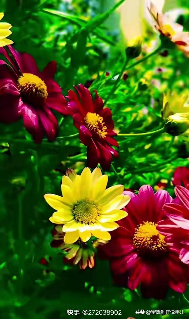 百花争艳,美景如画,尽收眼底