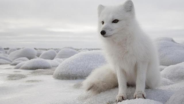 如果是我,也会心动的,从视频上来看,这只白狐真的异常的漂亮,身上还泛