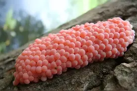 广东福寿螺进入繁衍期，单个体内6000条寄生虫，常被当作田螺食用图片