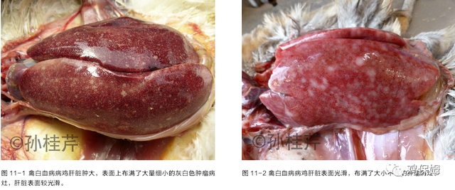 胳膊鸡皮肤发黑