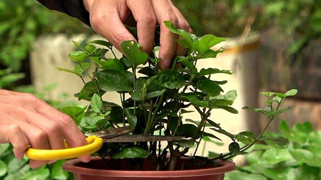 养茉莉花的“5大技巧”，赶紧和园艺师，一起学起来，等着开爆盆