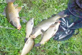 钓鱼技巧：学会2种万能调漂方法，在什么水面都足够了图片