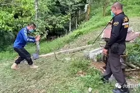 眼镜王蛇被摸头！泰国两名捕蛇者捕大毒蛇，是体型最大的毒蛇种类图片