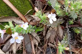 你认识这些野花吗？（2）#传说#花语#野花的文化图片