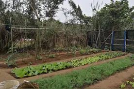 别墅院子种菜，又脏又拉低档次，体验4种布局，干净不踩泥真的香图片
