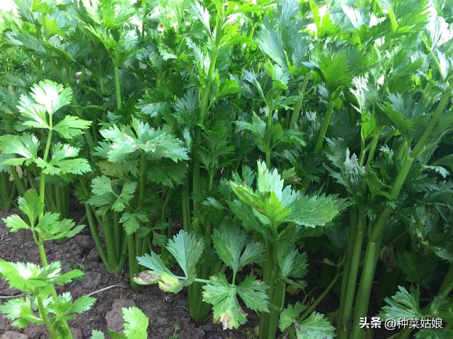 芹菜种植技术介绍（芹菜怎么种才能长得又大又壮）