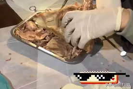 专业！医学生吃烧烤花1小时解剖猪头 网友：现场学习一举两得图片