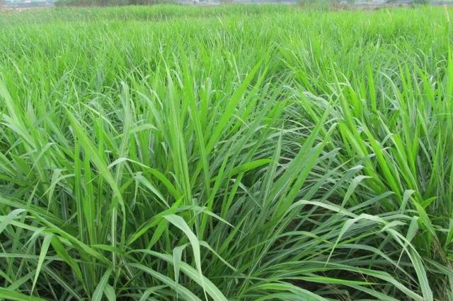 2022年适合养羊业的4种牧草，营养丰富产量高，羊价下跌也不怕